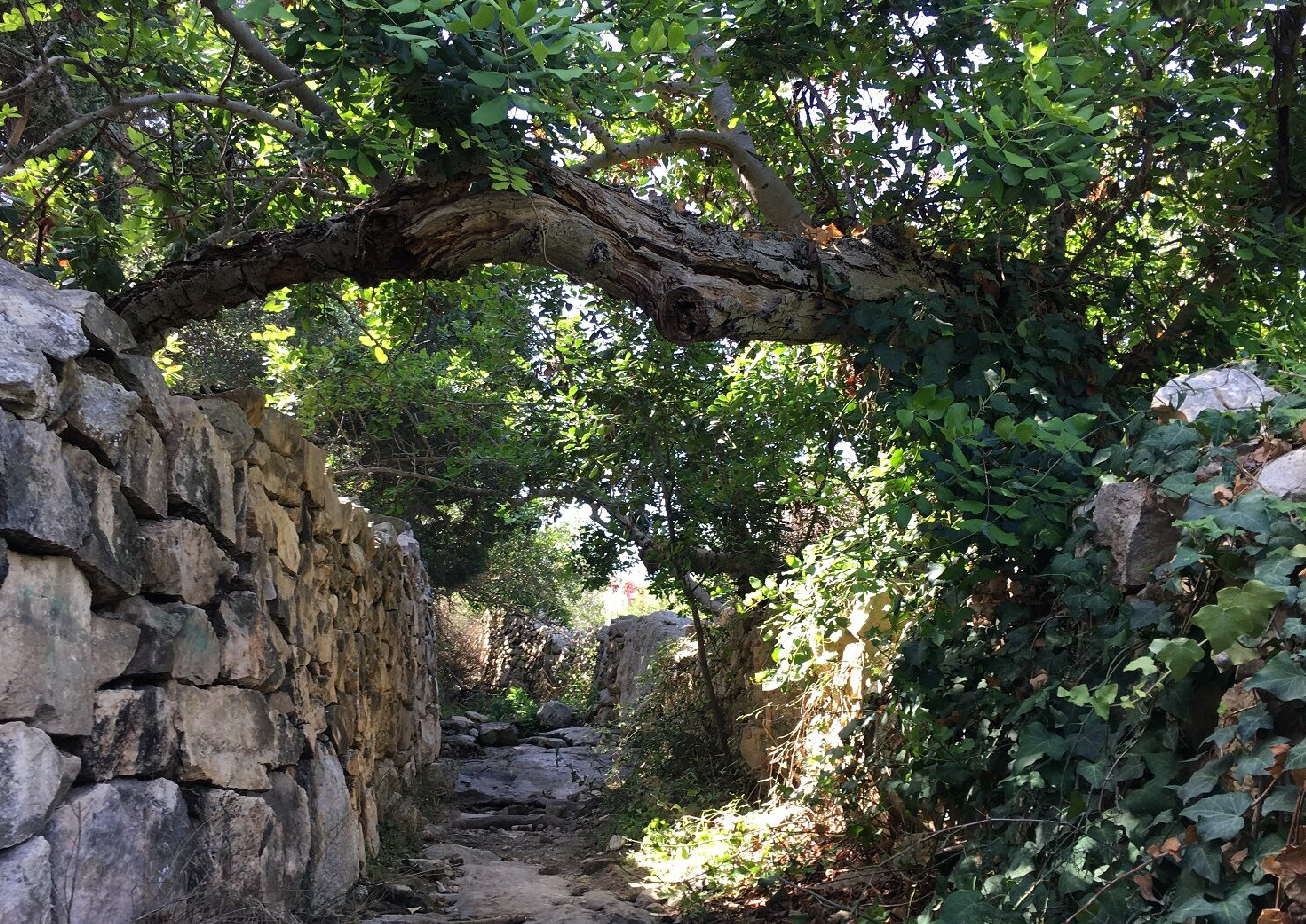 Trees in a pathway Xrobb l-Ghagin